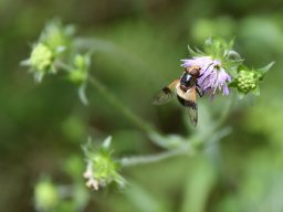 Gemeine Waldschwebefliege